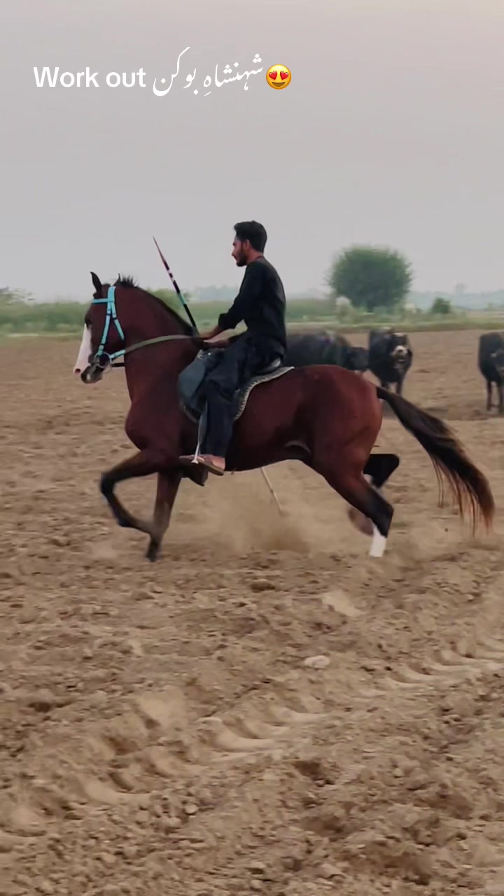 @Ch Hammad bokan ♥️🐎