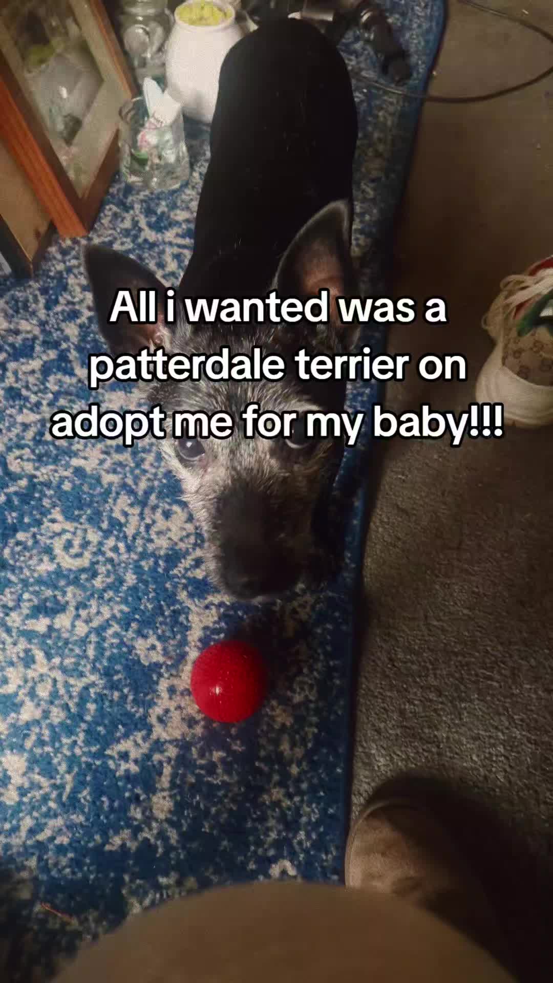 @&hearts;️Adopt me FAN ❤️