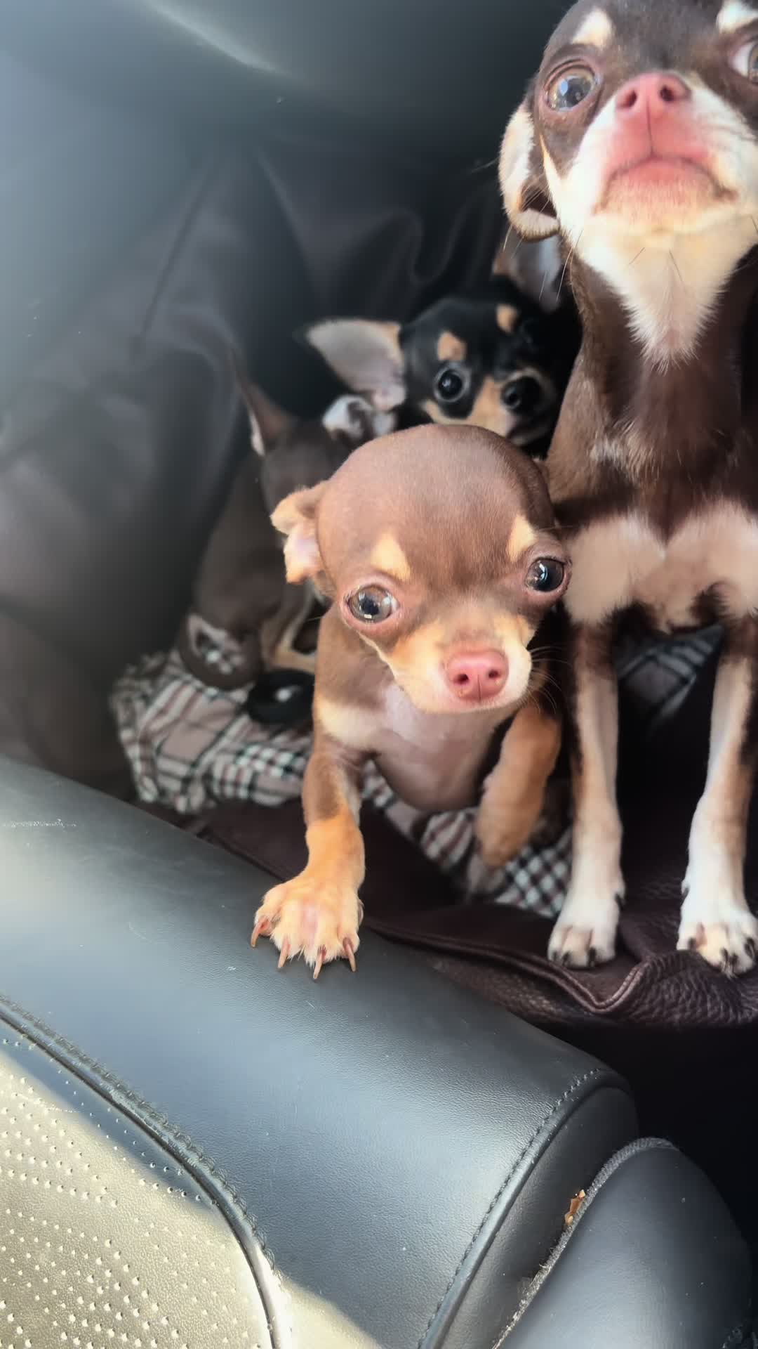 @Suffolk Chihuahuas