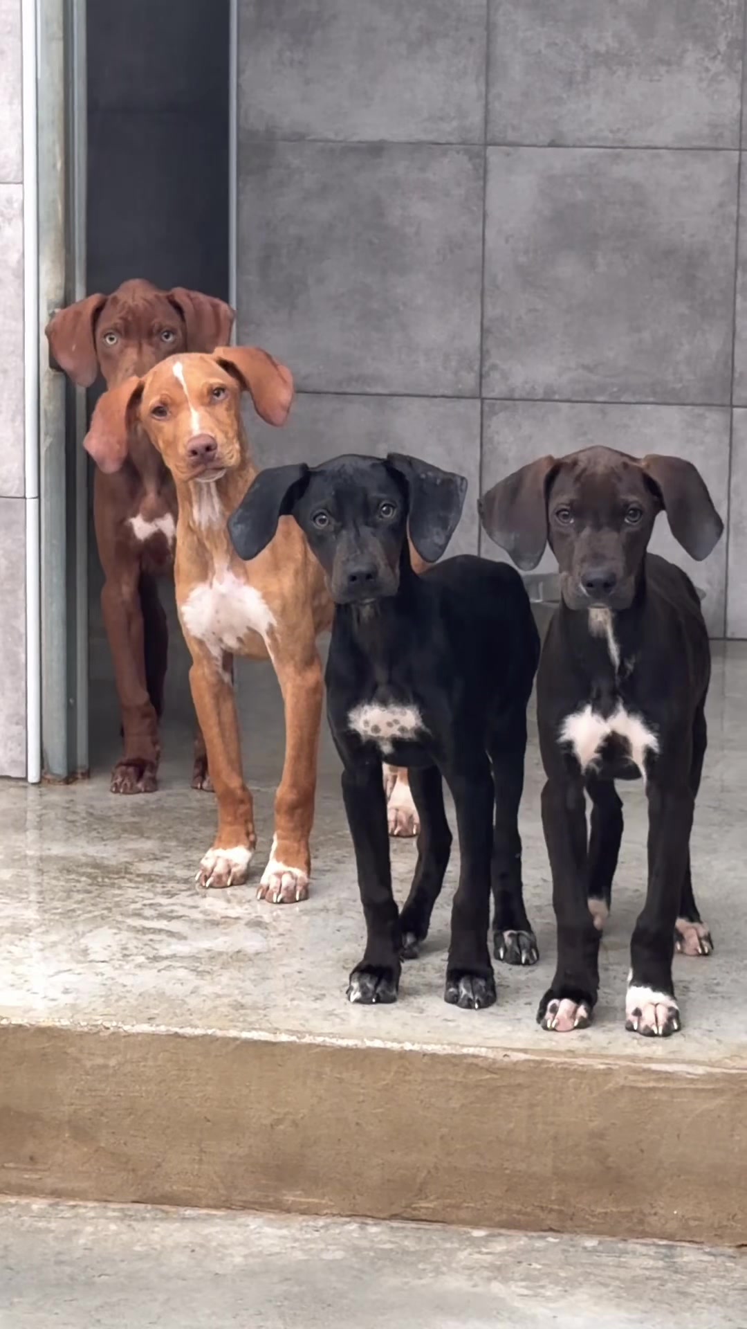 @Galgos del Sol