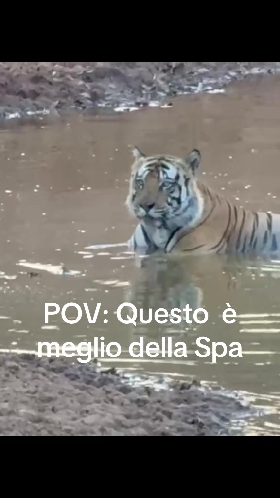 @danilo.gneo