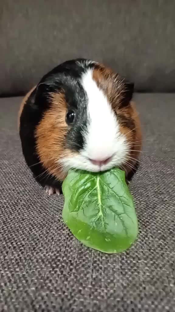 @Joost_fan🦈🧅