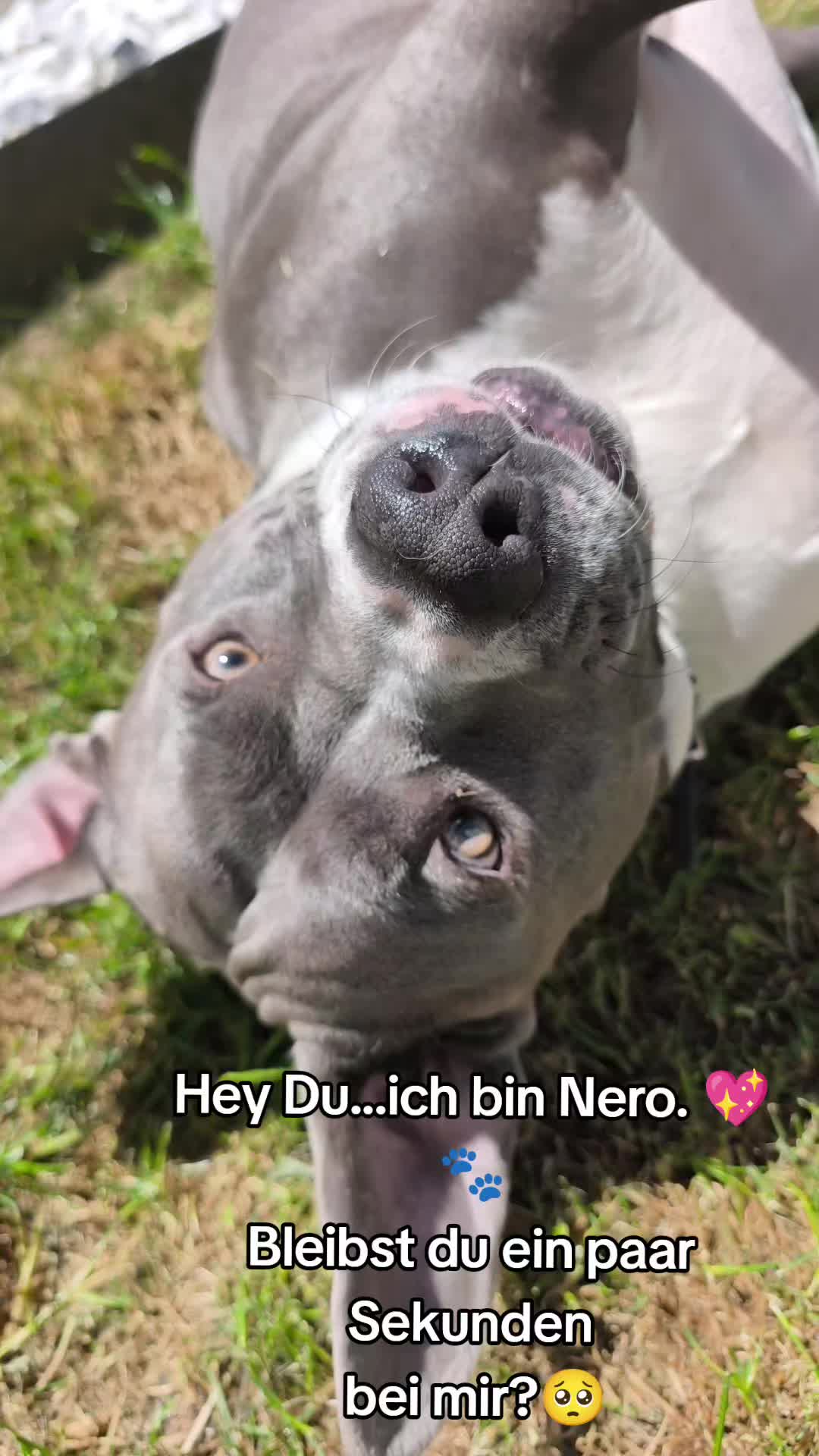 @Kampfschmusser_Nero🖤