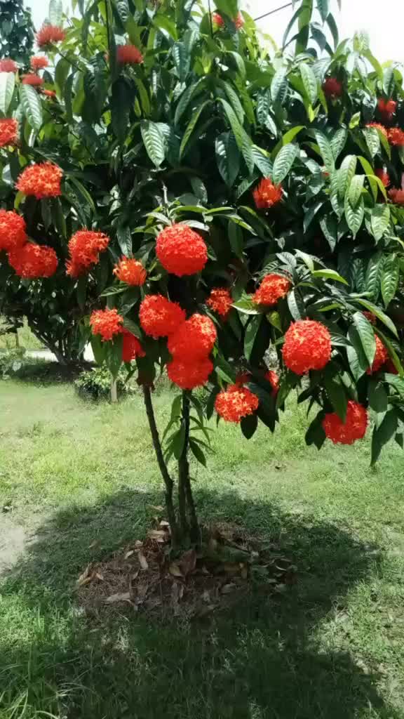 @aruhi disha bora