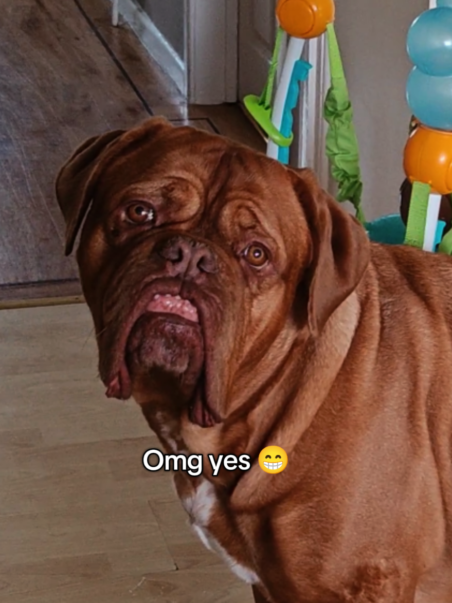 @Diva Dogue Nala