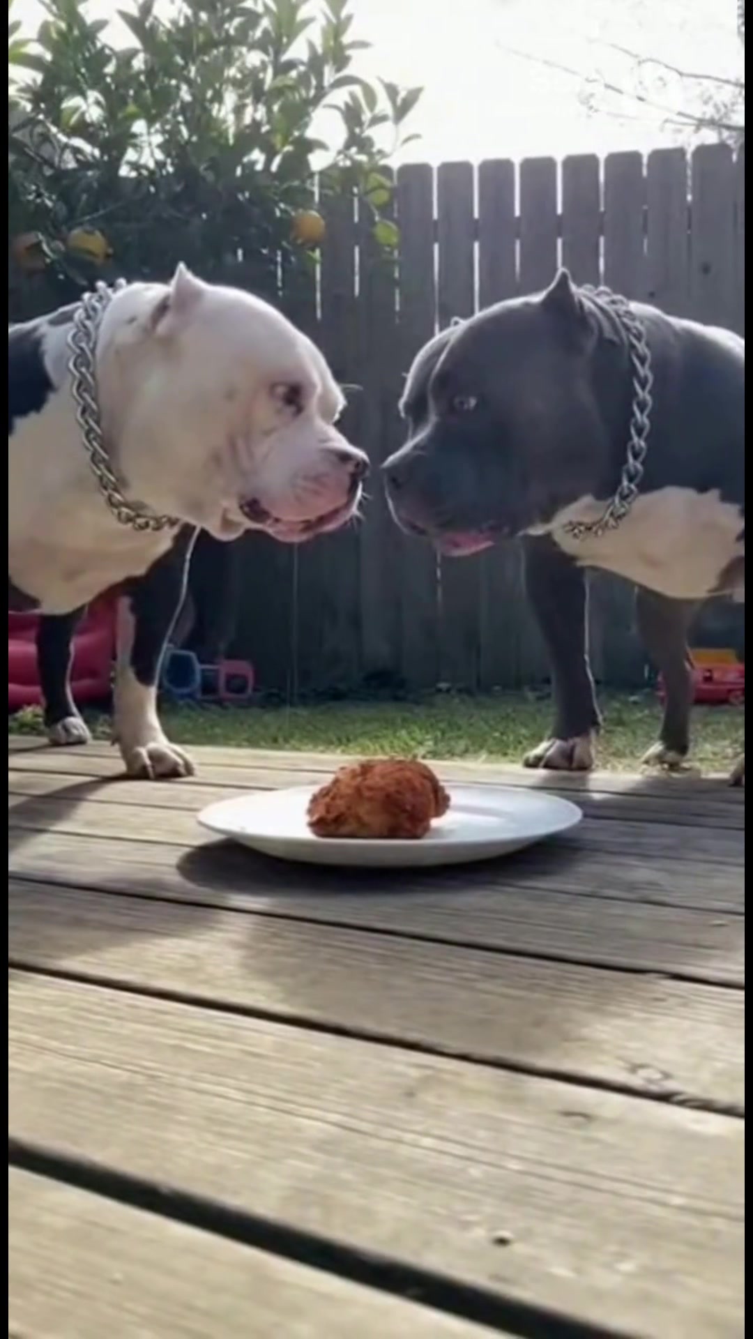 @Chihuahua N&rsquo; Pitbull