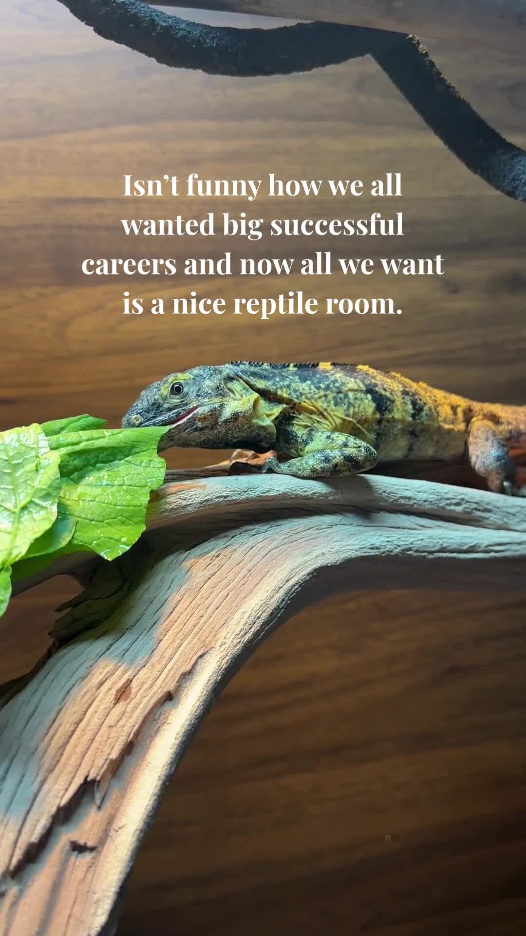 @ZA Reptiles