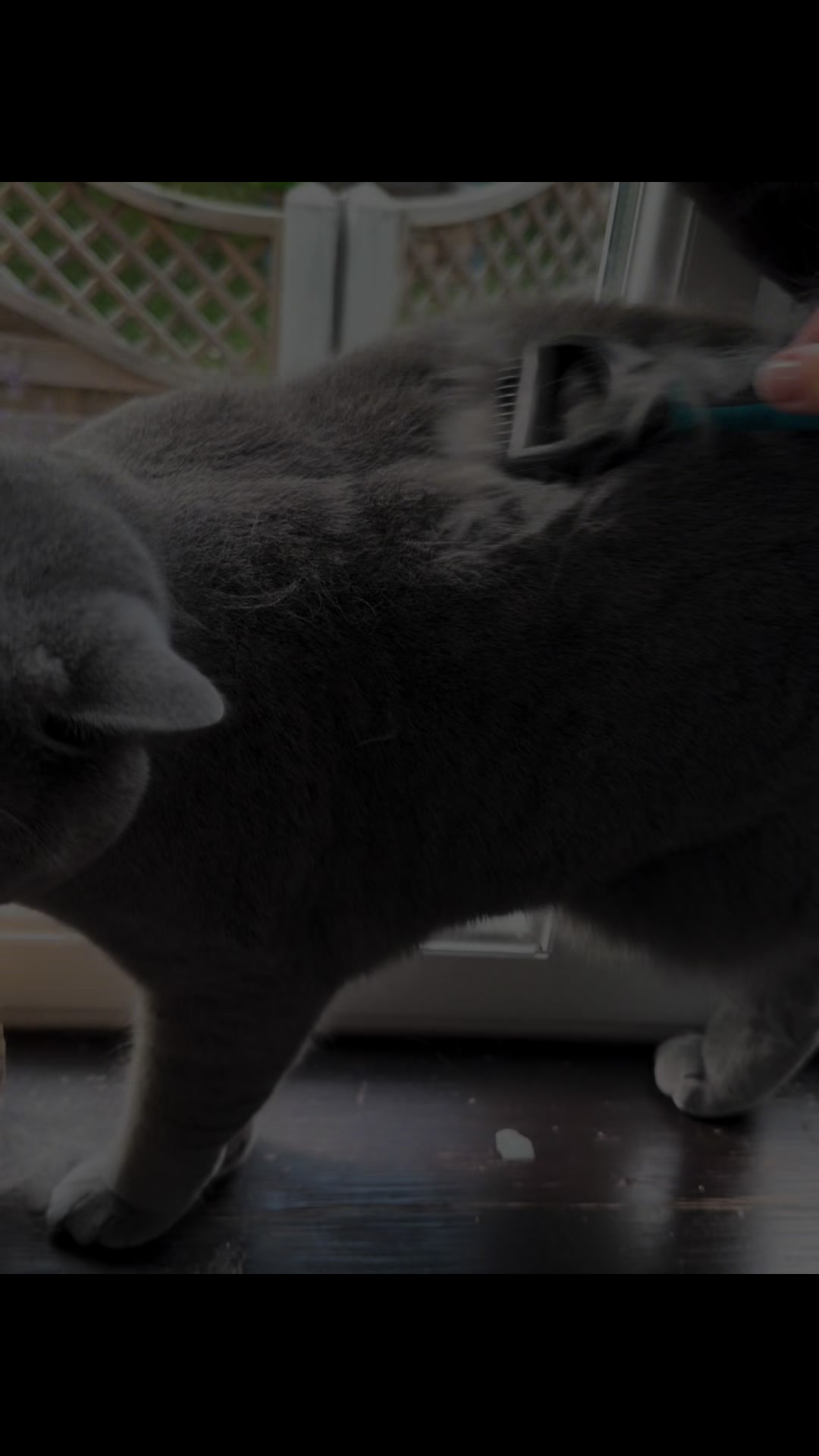 @Herongate Village Cattery