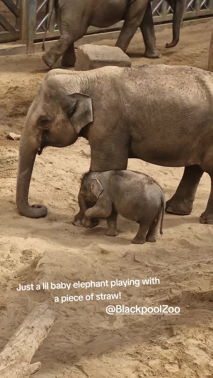 @Amber's Animal Adventures