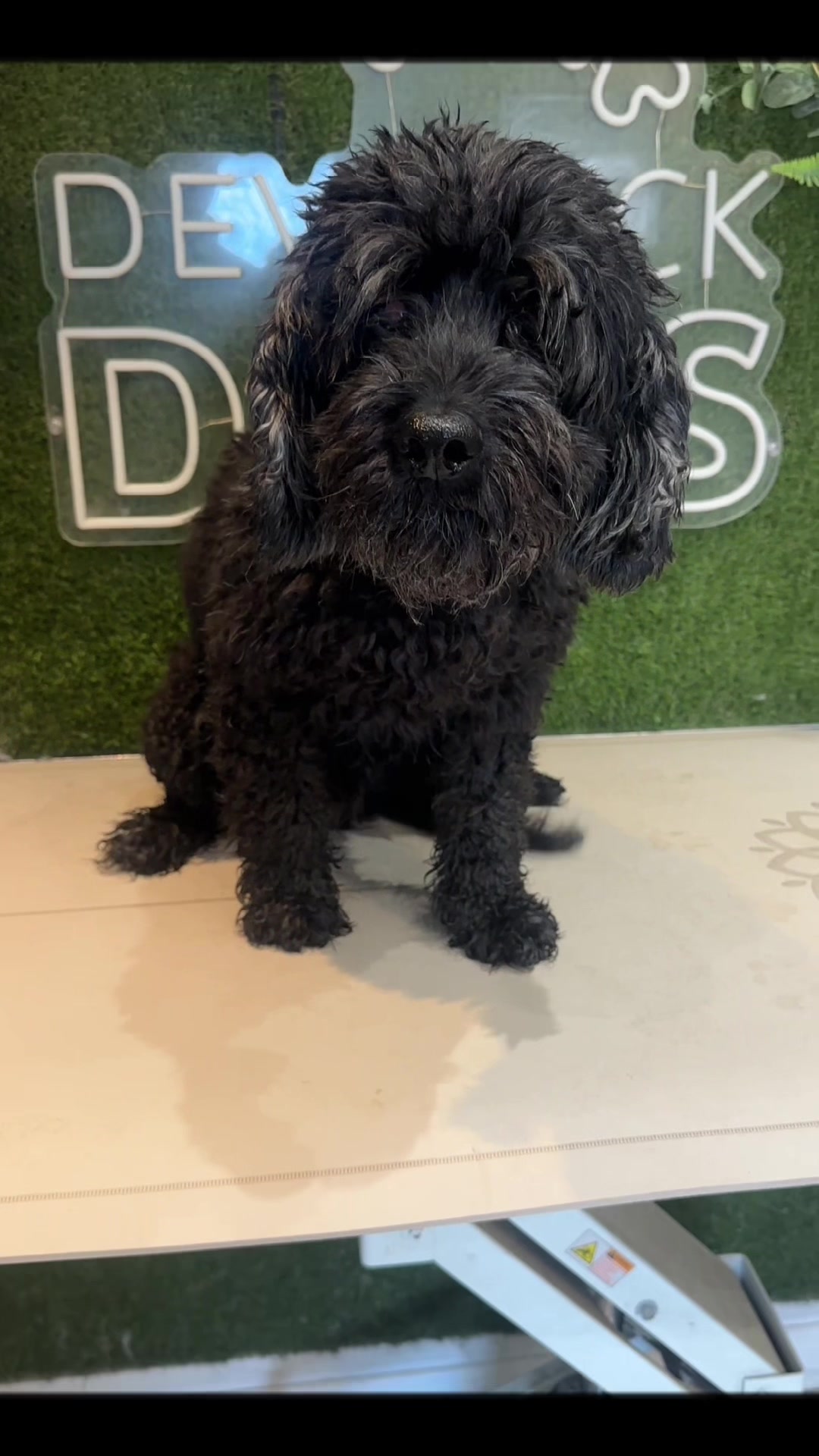 @DevenickDogs