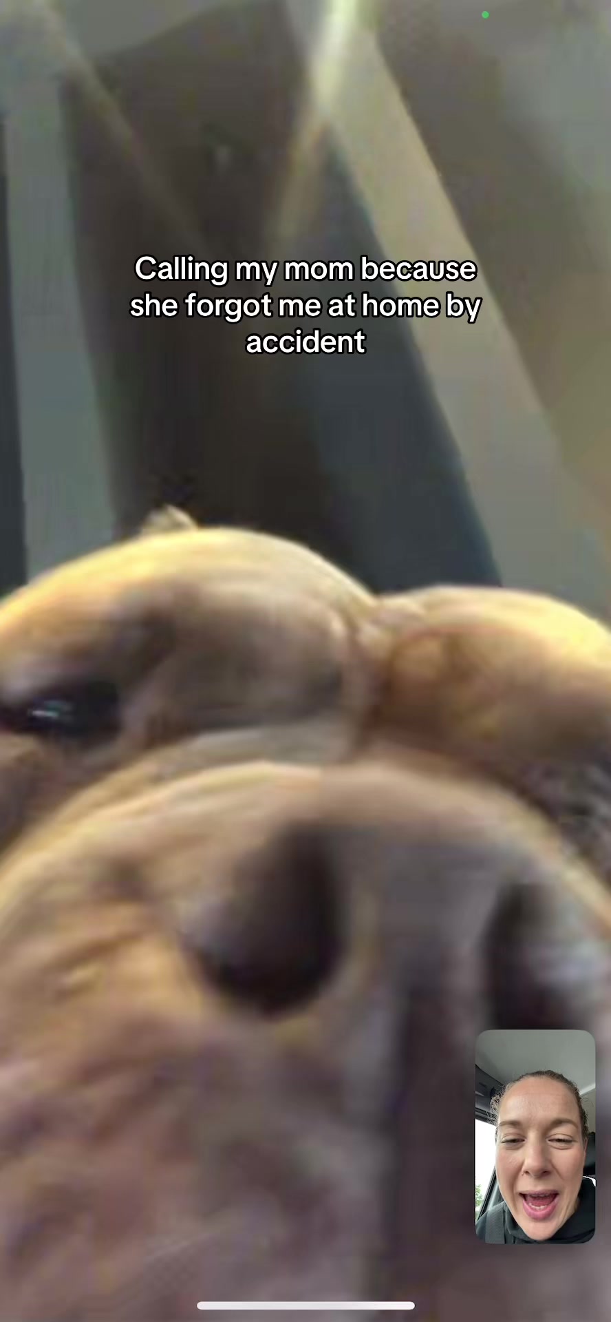 @bigdutchbullykennel