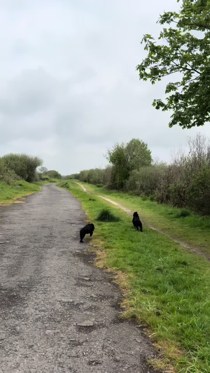 @maggie.moo.cocker