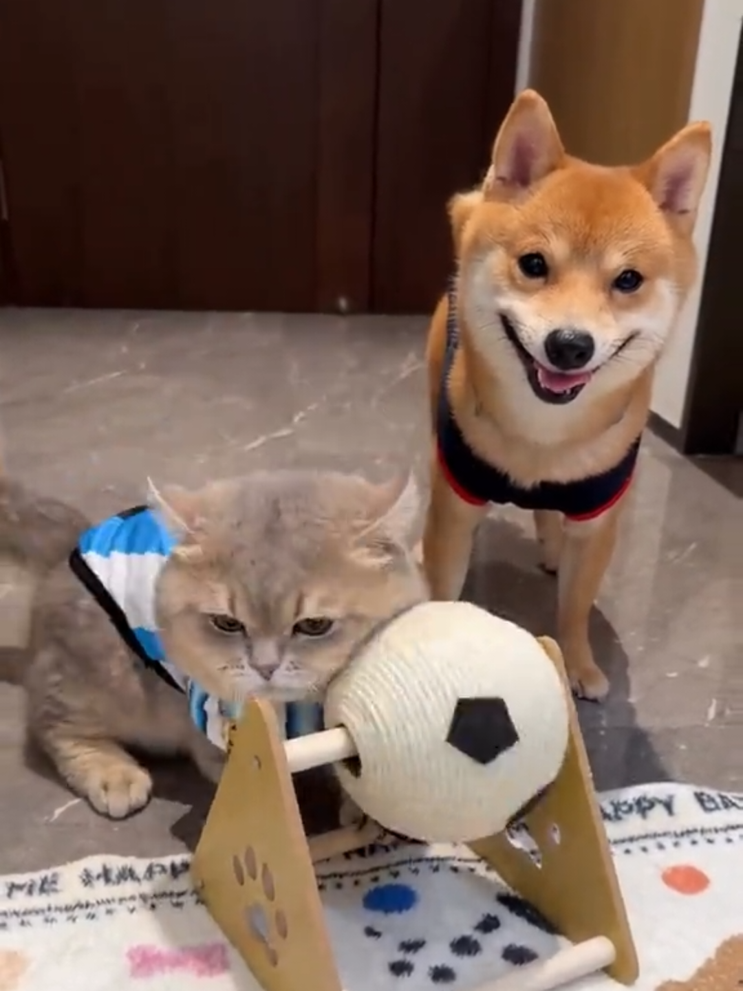 @Chonky World Of Cats