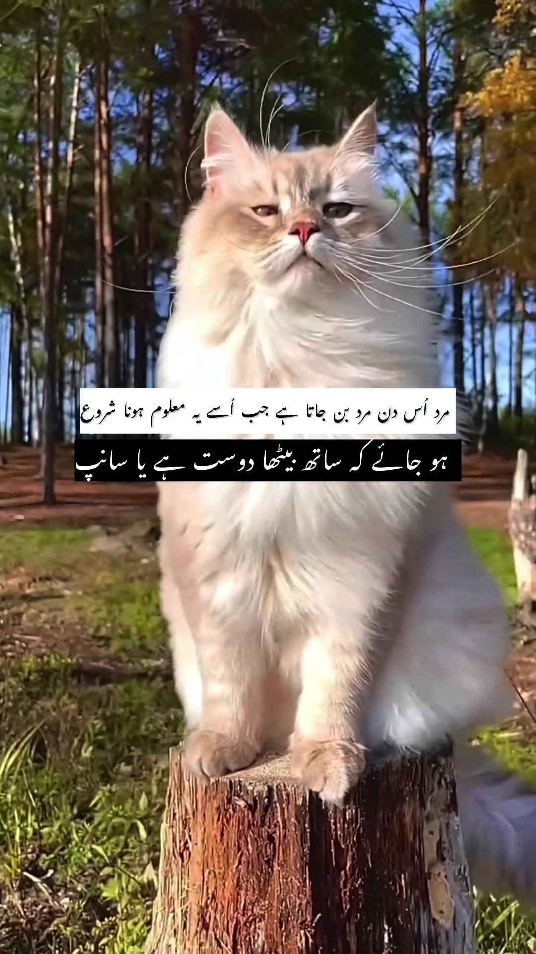 @𓆩𝕨𝕠𝕝𝕗_𝕒55𓆪