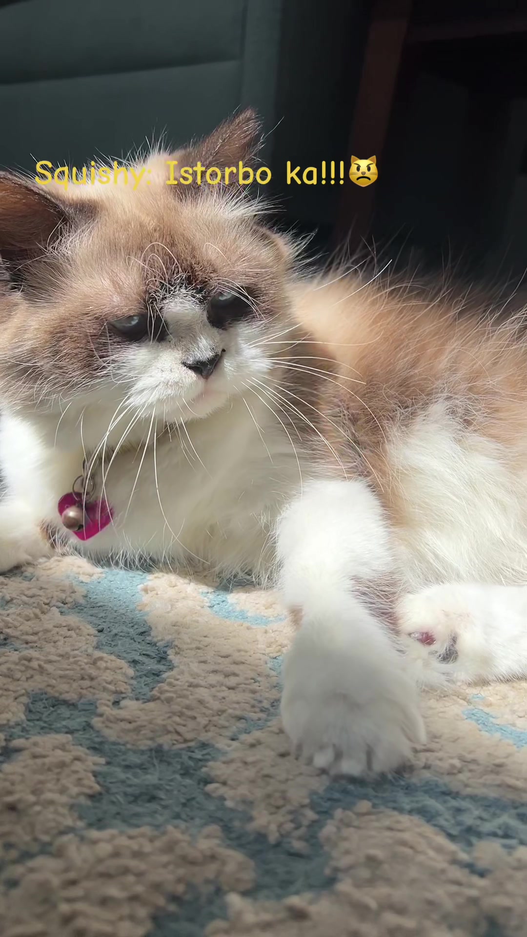 @BecauseCats