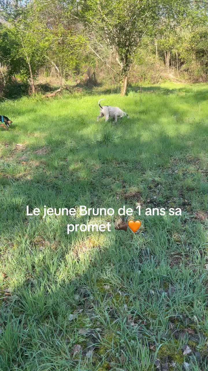 @passion du chien courant