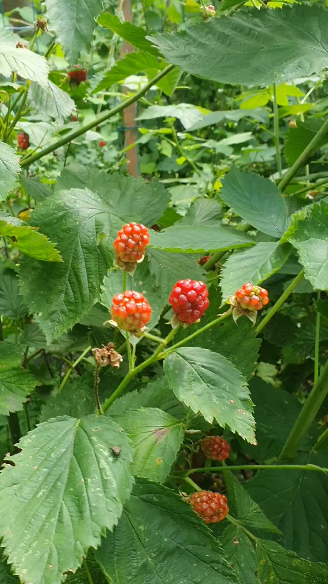 @๐ฒ๐ฆ ุฌูุฏู ๐ซ๐ท