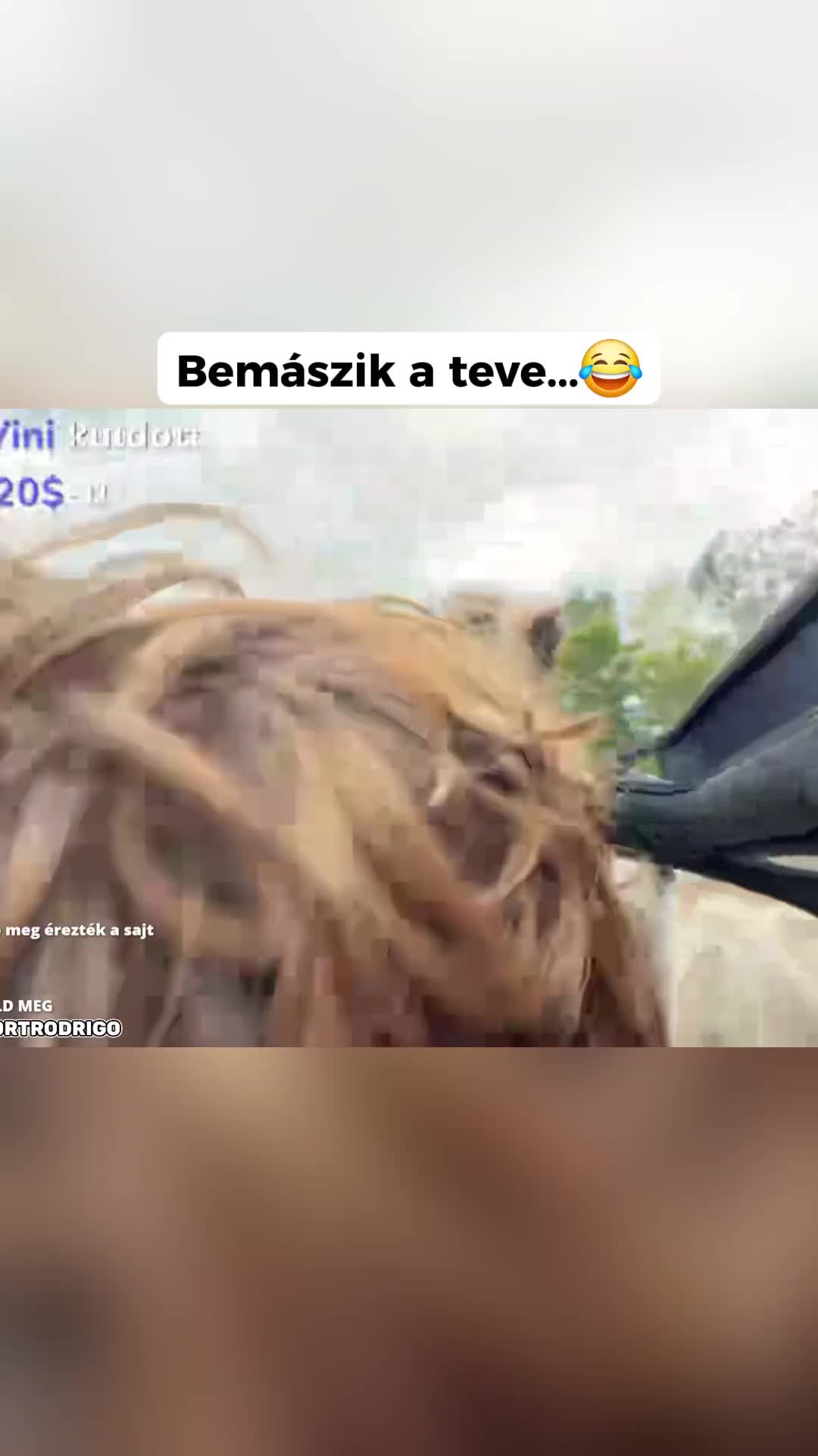 @77patrik