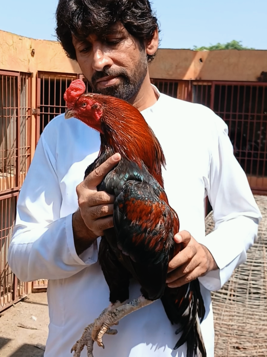 @Sajjad Aseel Farm