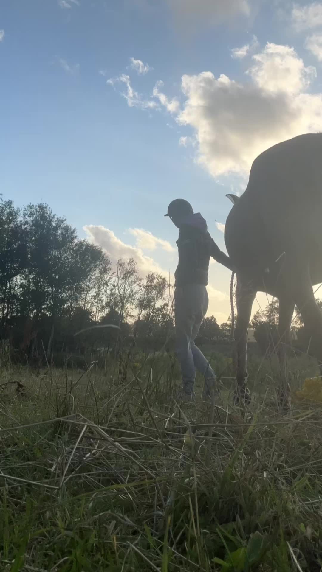 @rask_horses