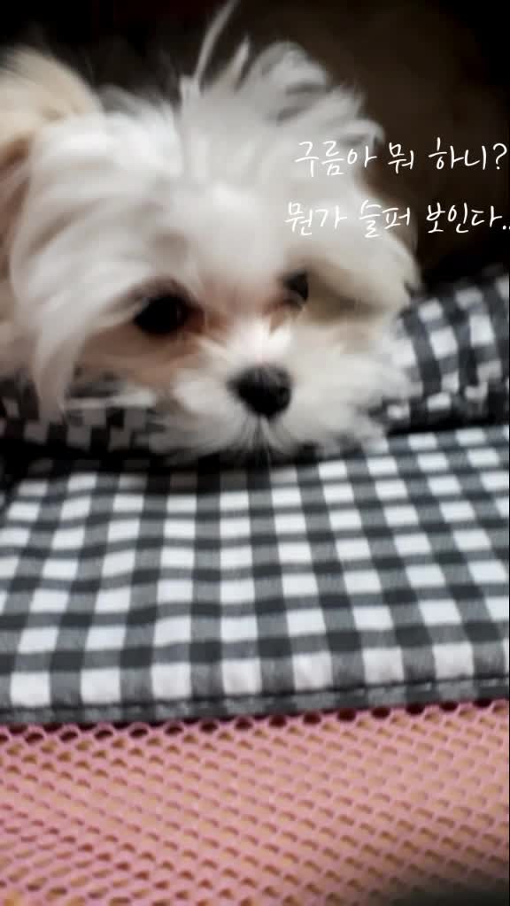 @구름이의 일상