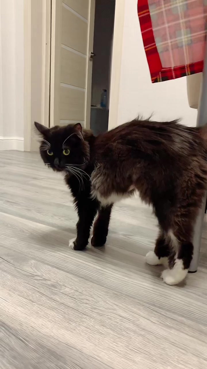 @КОТ МУЖИК 🐾