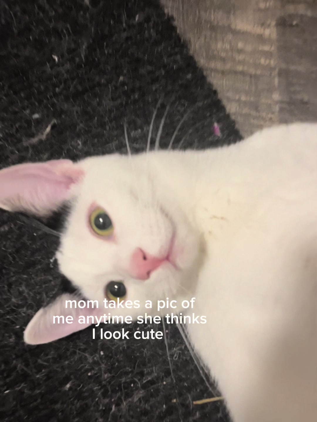 @Levi & Loki