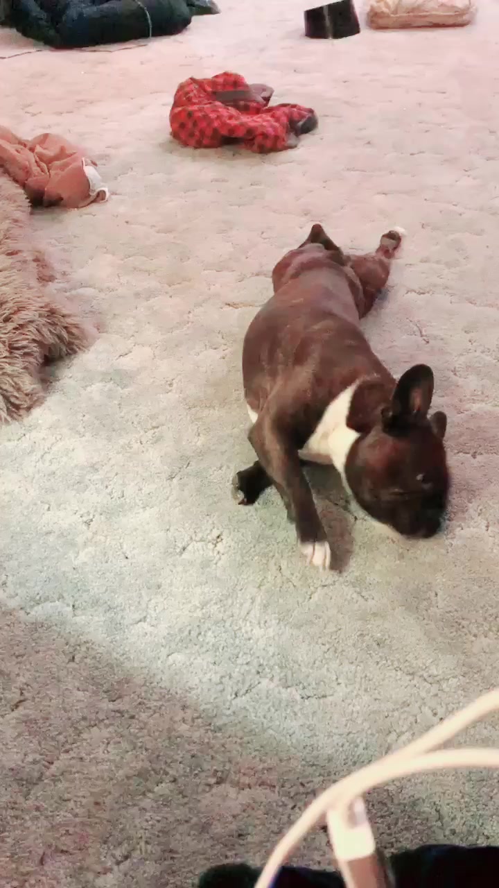 @wildlywinston