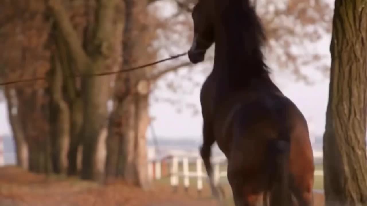 @Horses