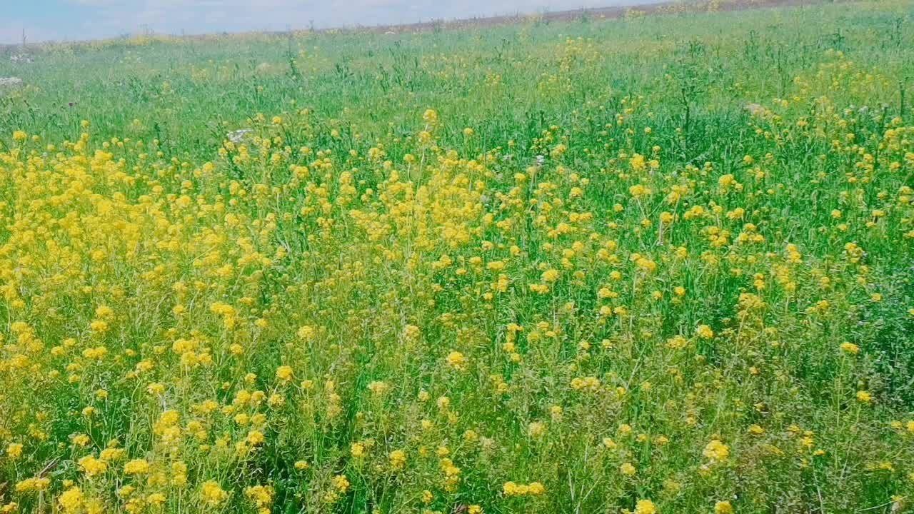 @🌼