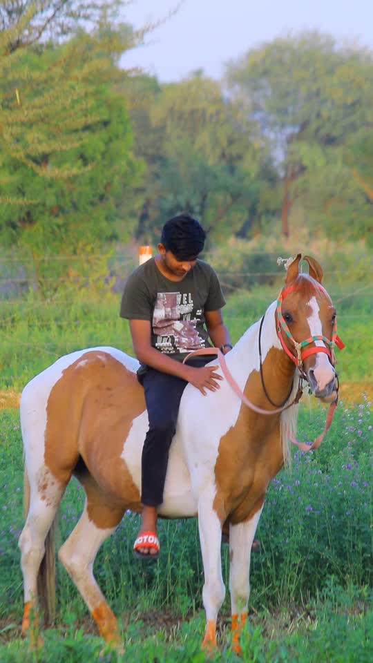 @Yuvibha Horse lover