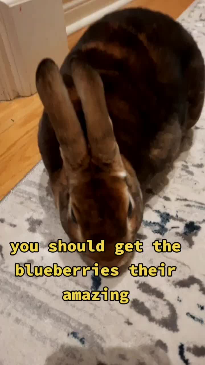 @Leo and Sarah 🐰🐰
