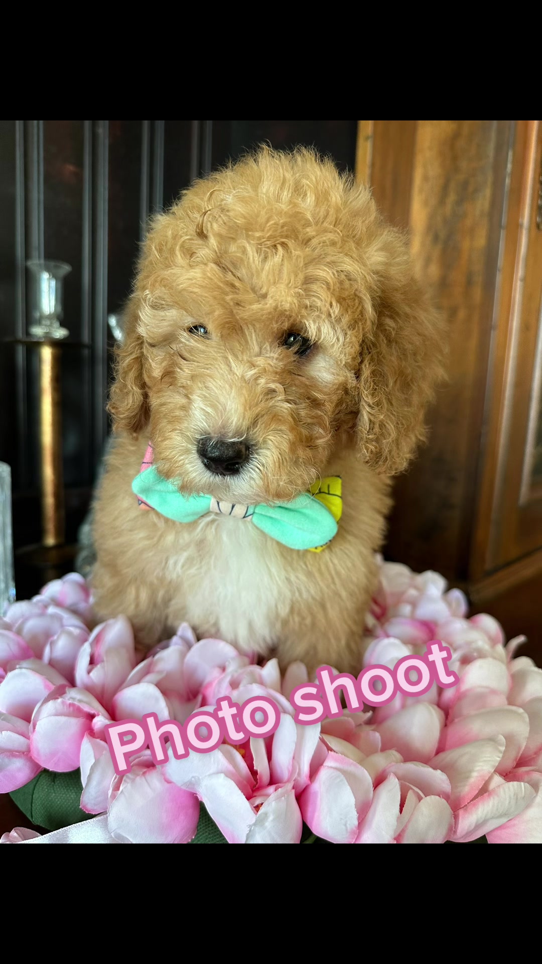 @Peachstones Bernedoodles