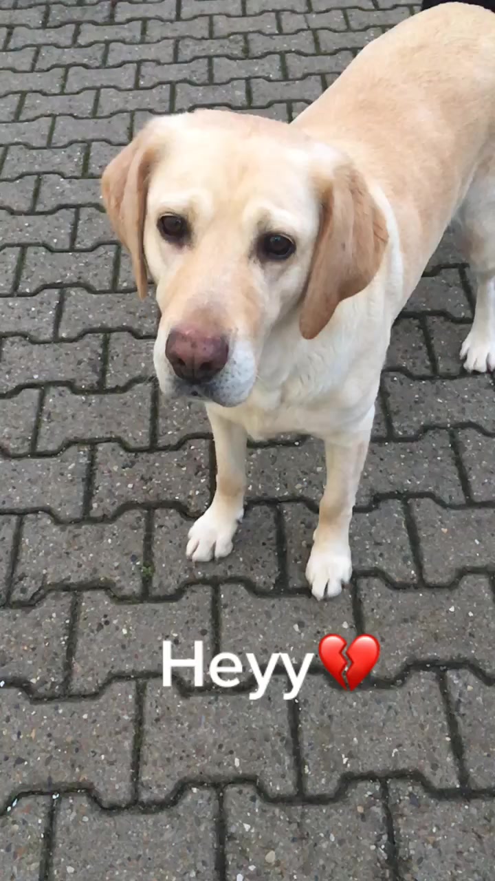 @Luna 💗💍//Laika💗💍