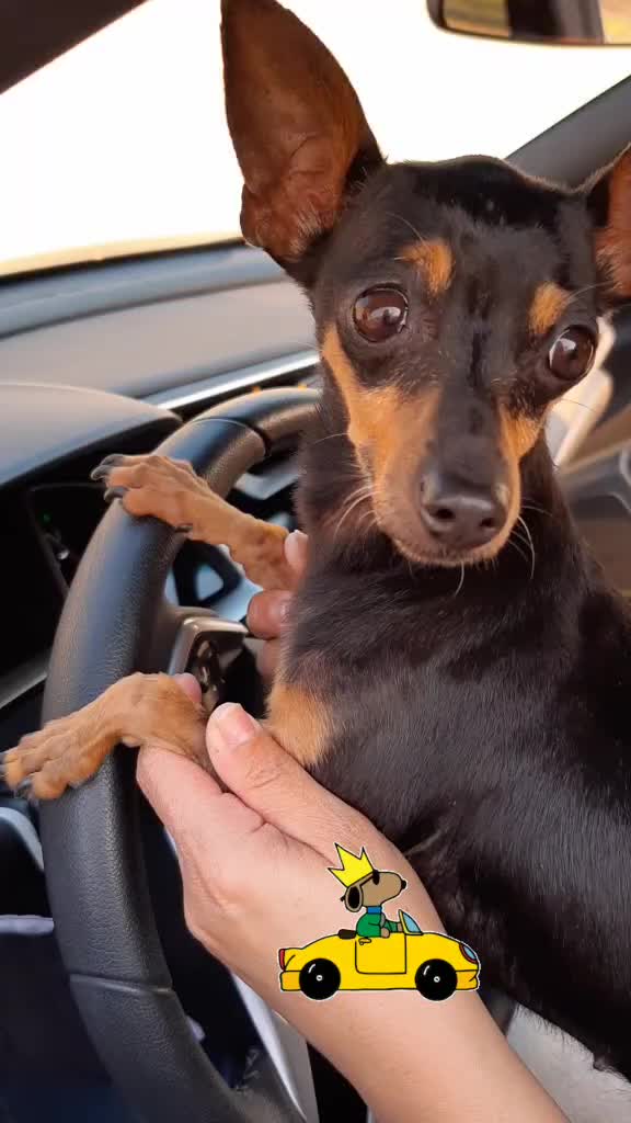 @NarutoCalopsita_Pets