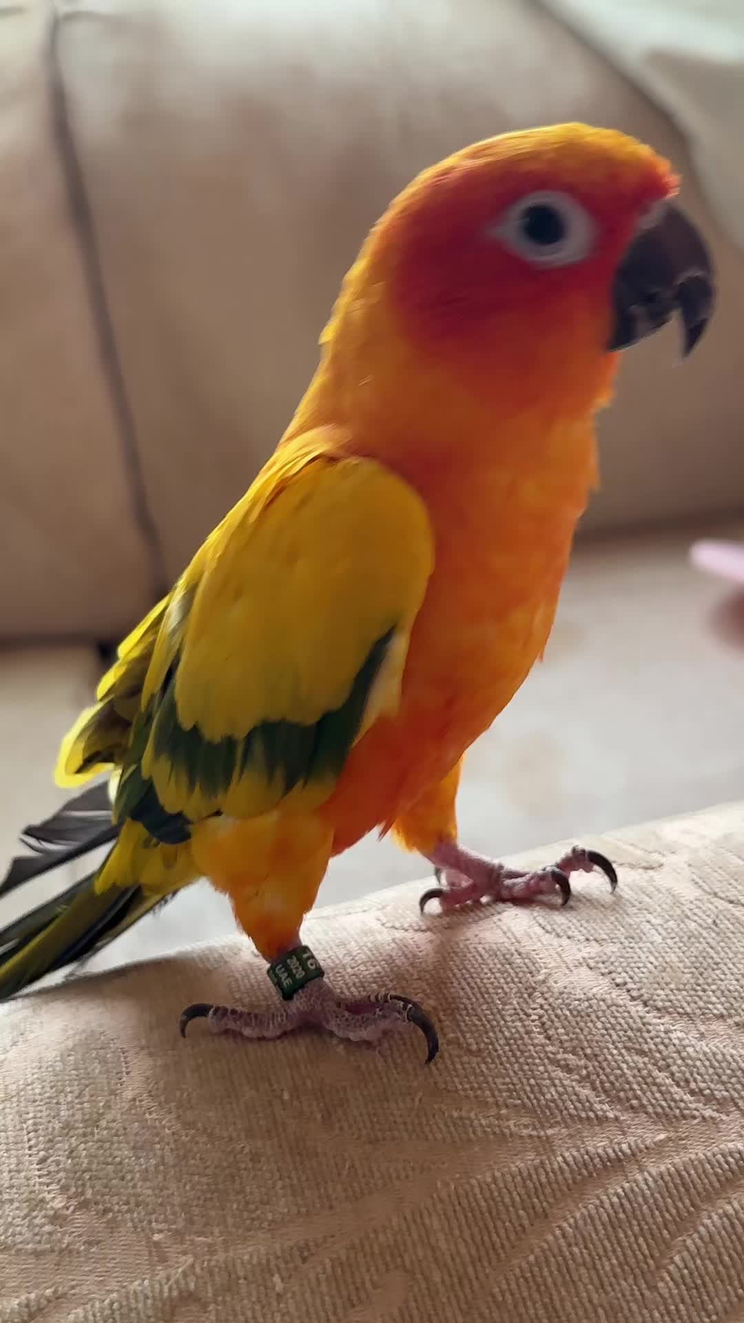 @🦜SOROR🦜