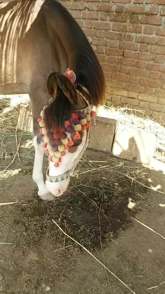 @Ahir Alpesh