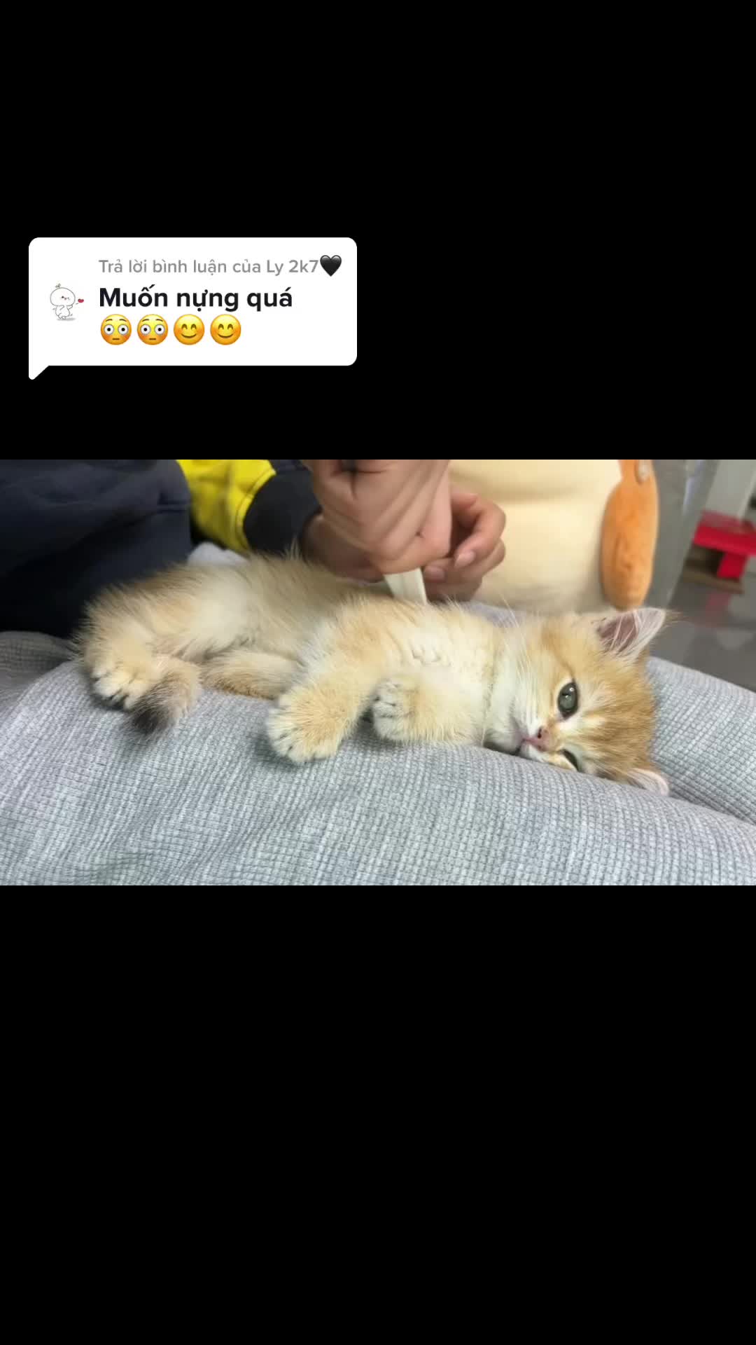 @Y&ecirc;u th&uacute; cưng