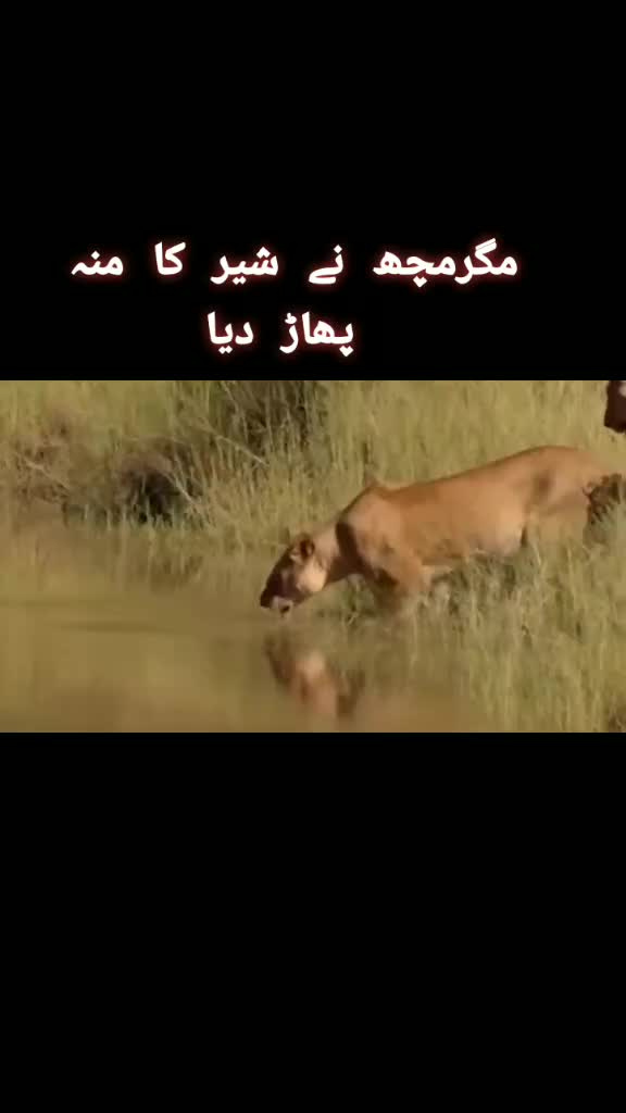 @Zahoornawab47