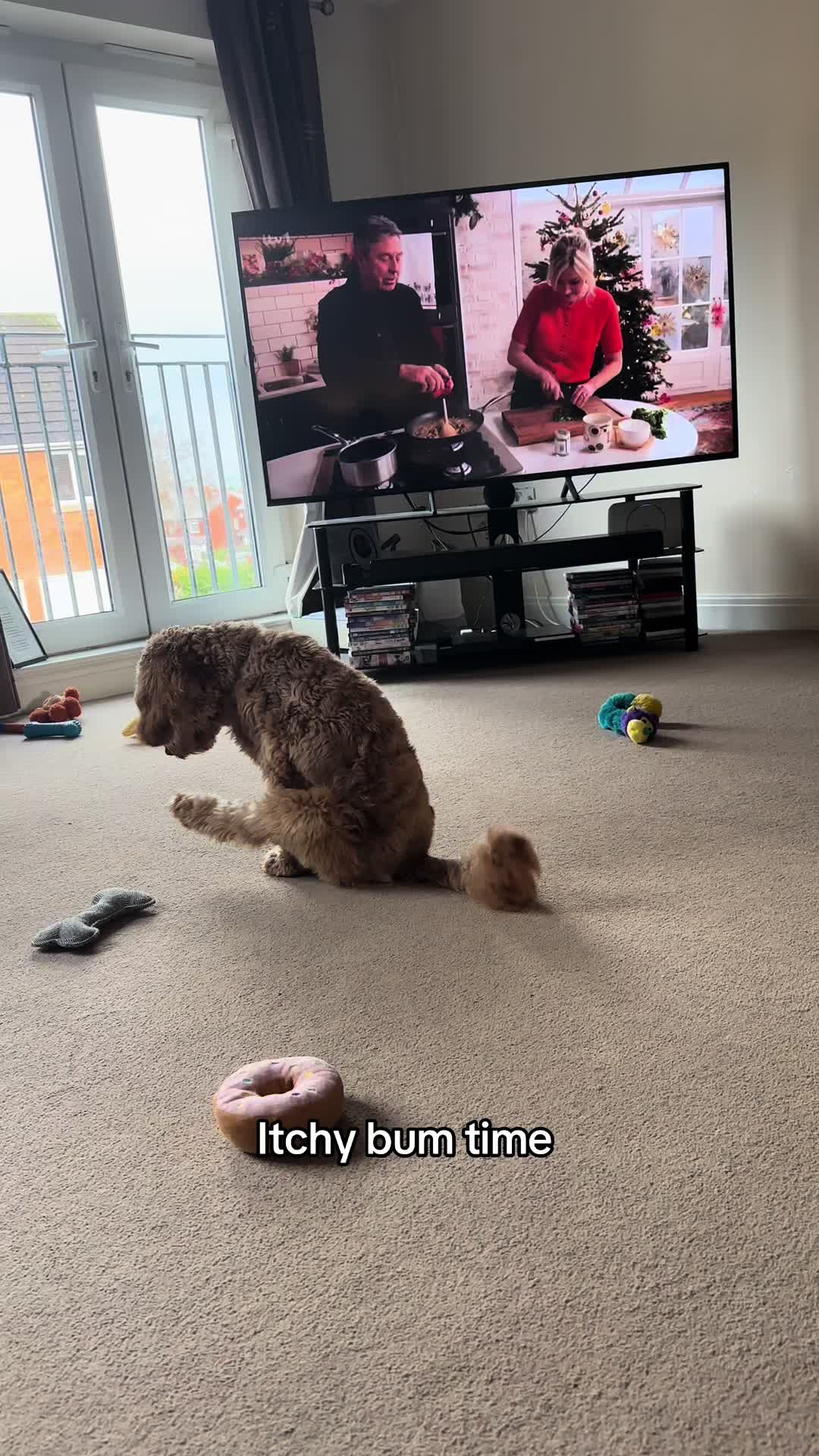 @Max the cavapoo 🐾