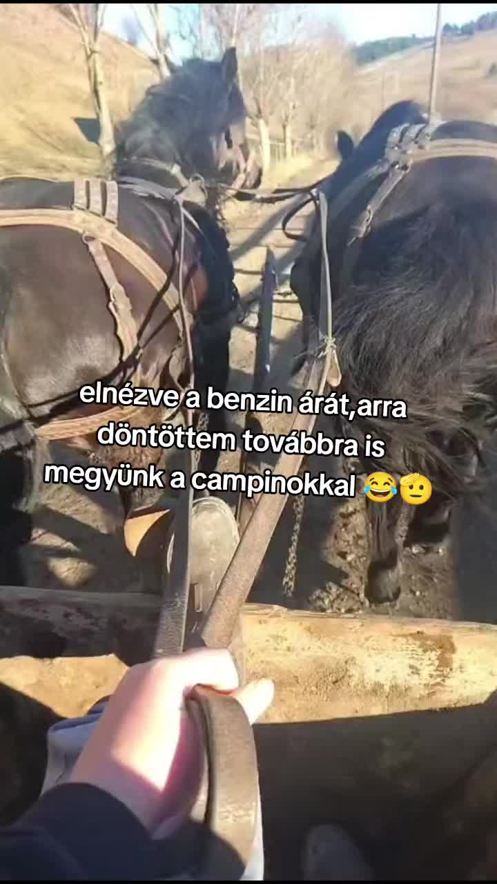 @🐴👑❤️🔥
