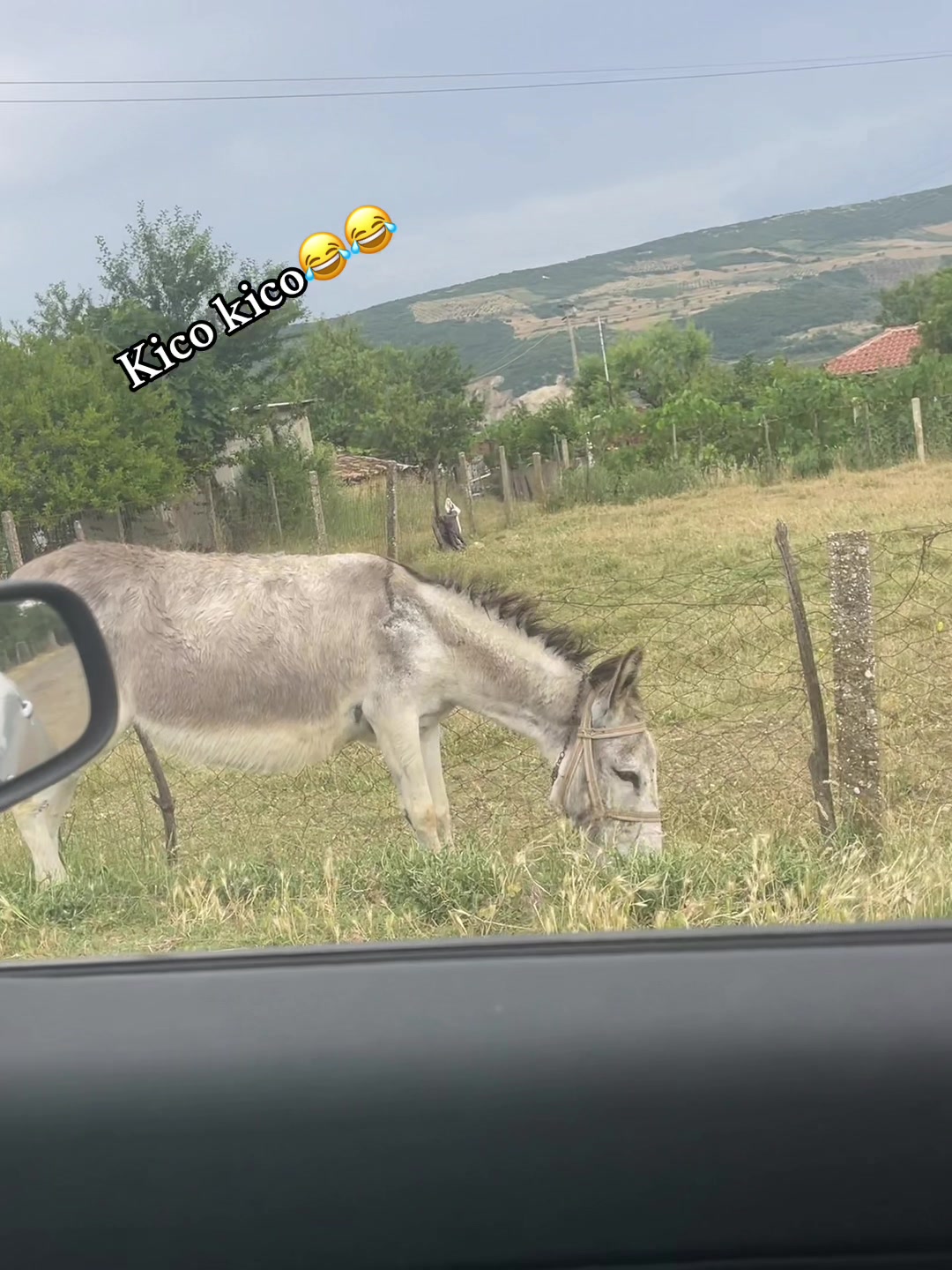 @Gelsi