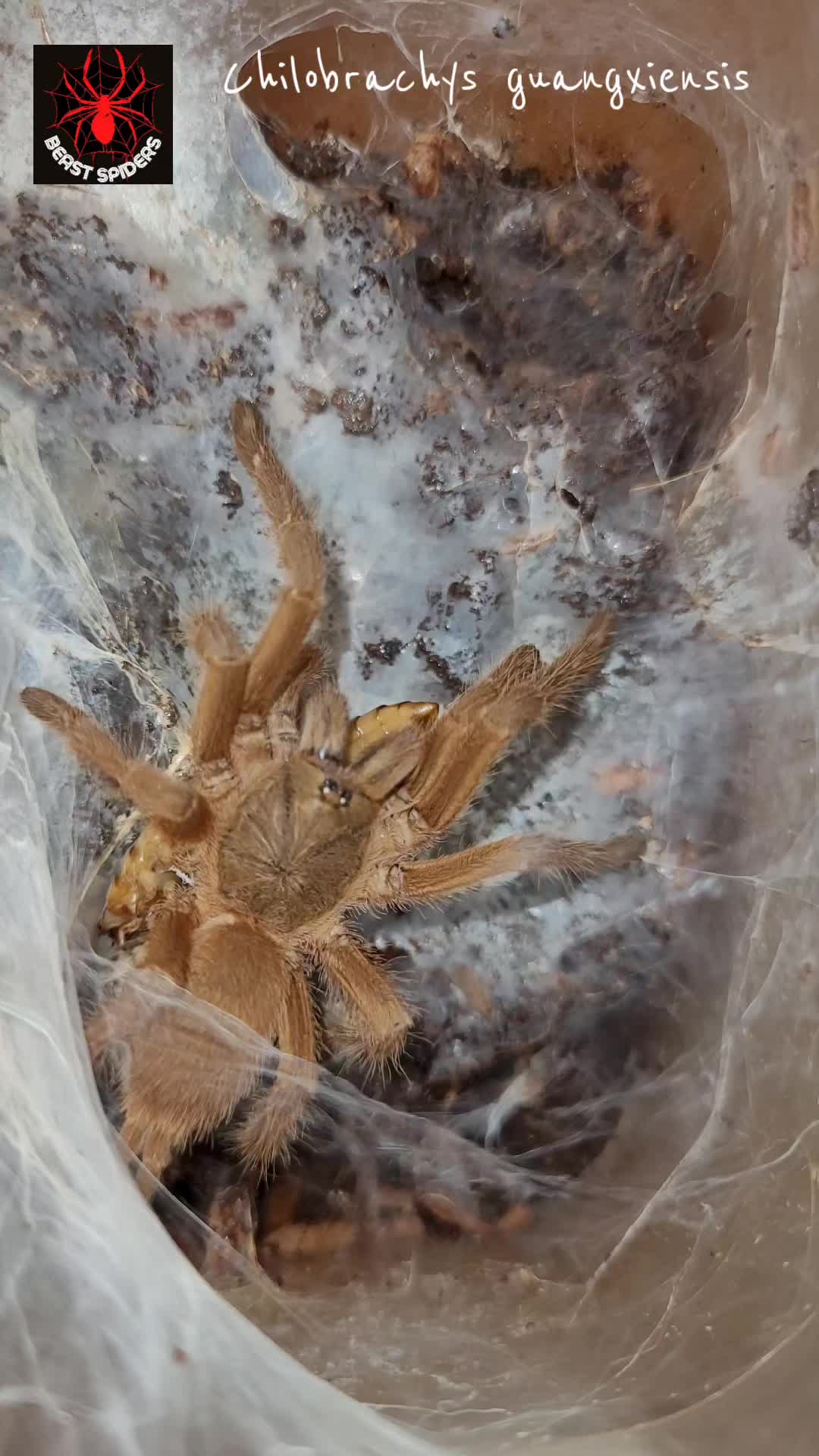 @Beast.spiders