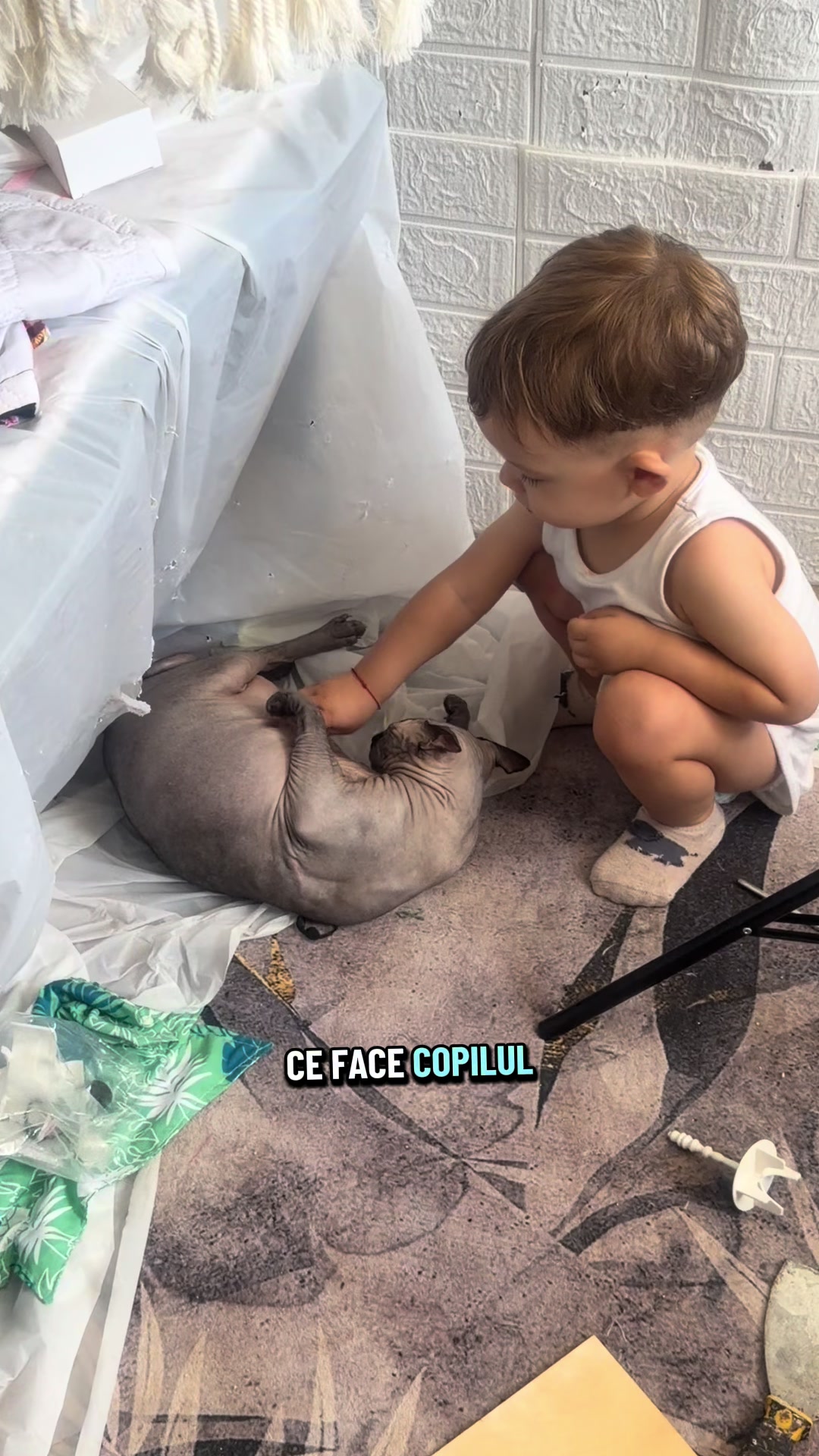 @Diana Ciortan Sphynx Romania