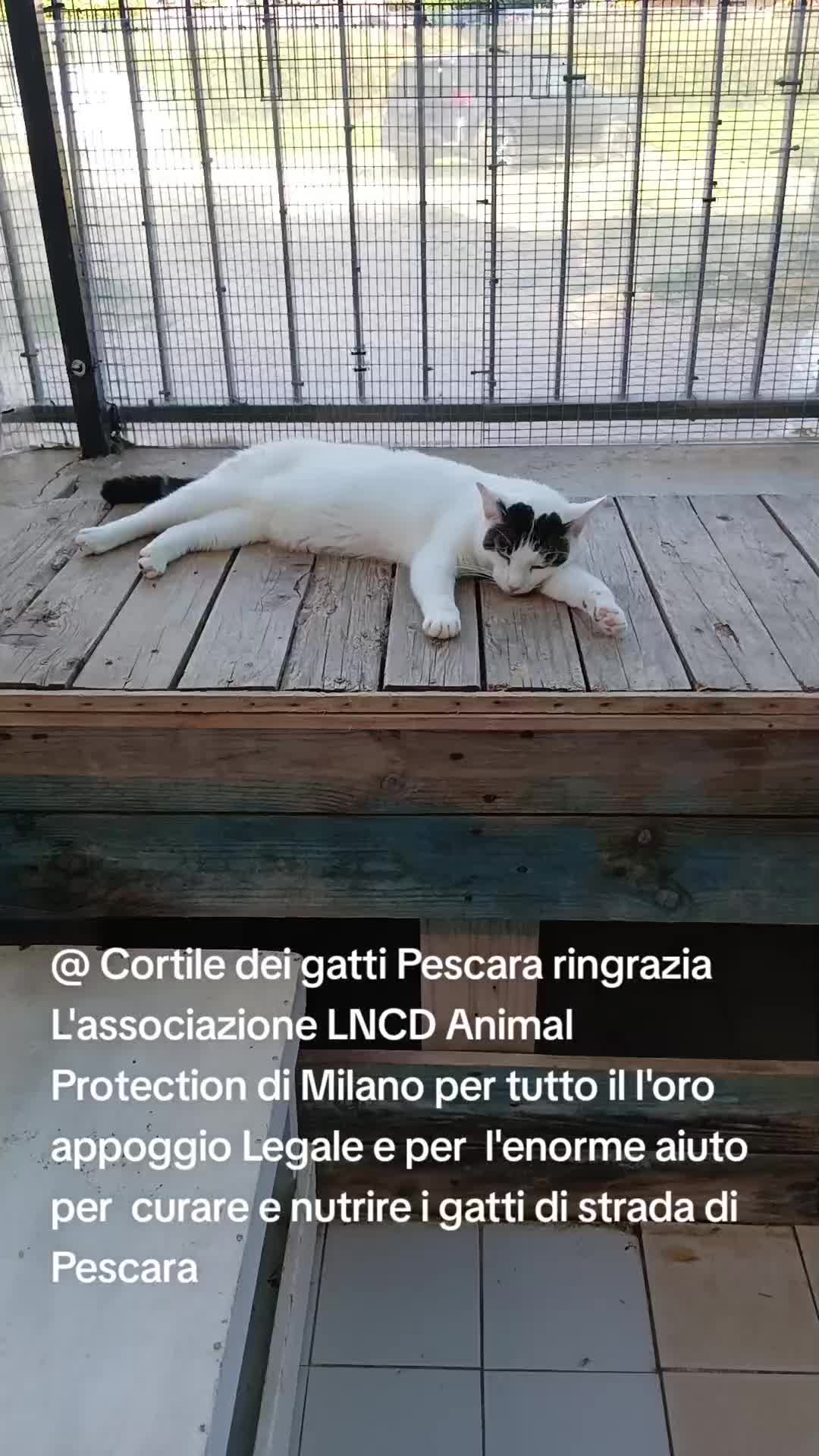 @@ Cortile dei gatti