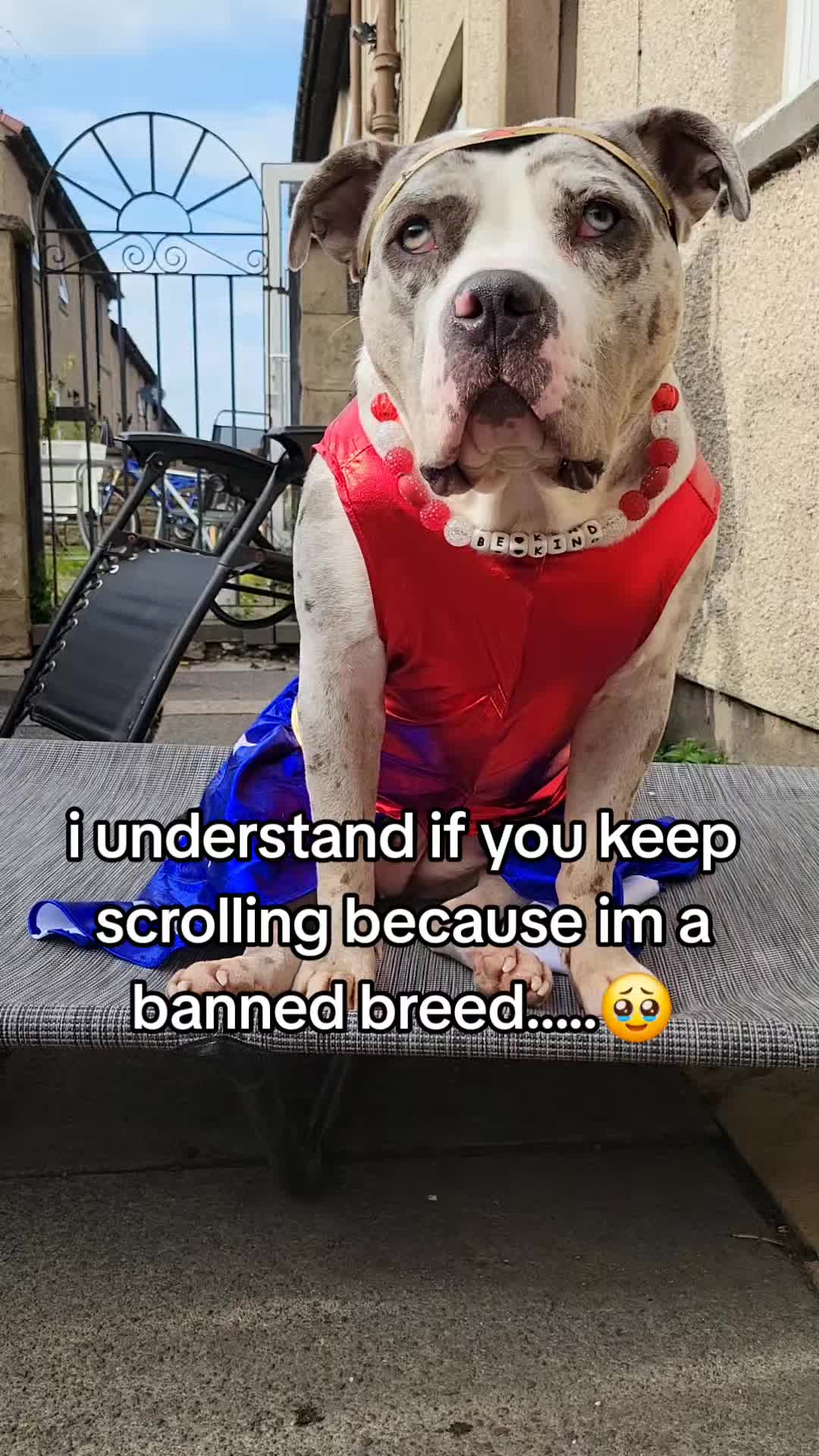 @kirsty+starlight the xl bully
