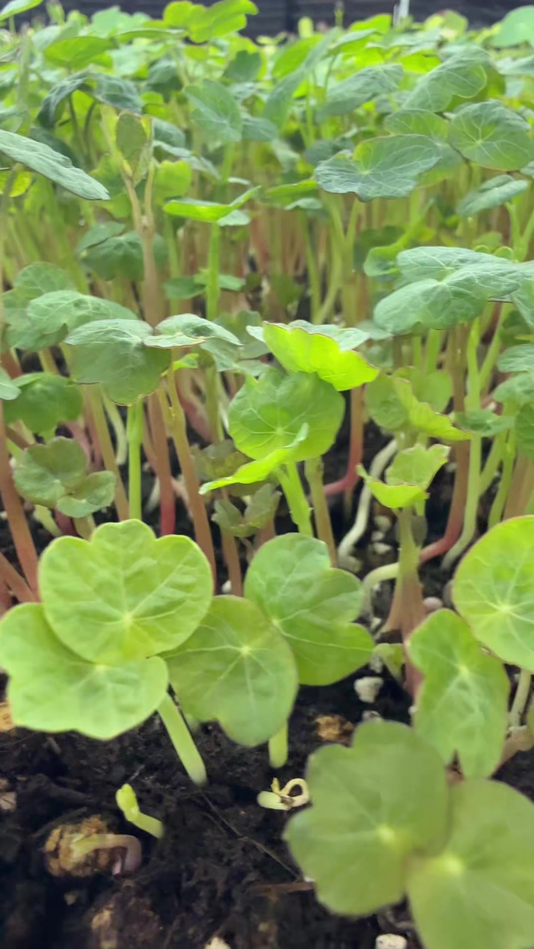 @Micos Micro Farm