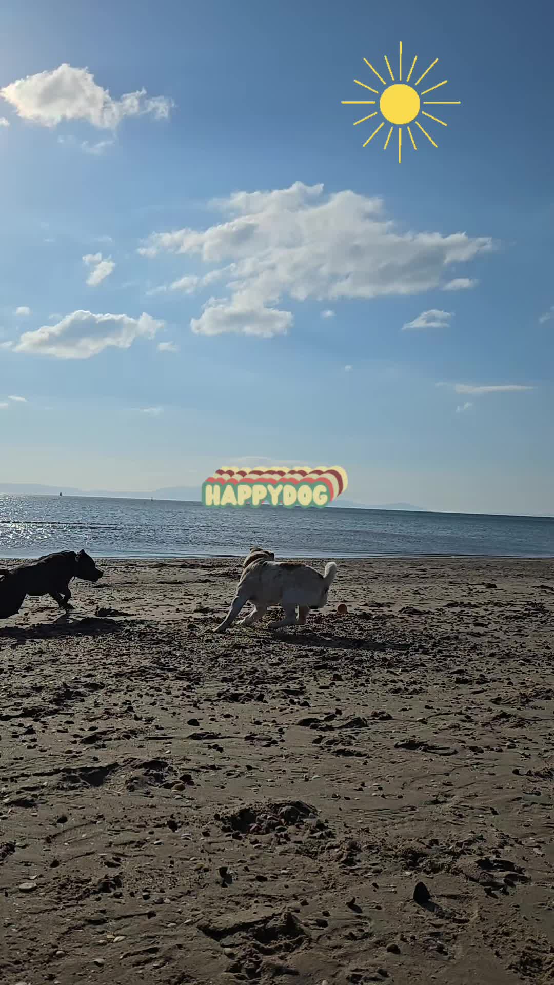 @Aggie and the dogs ✨️