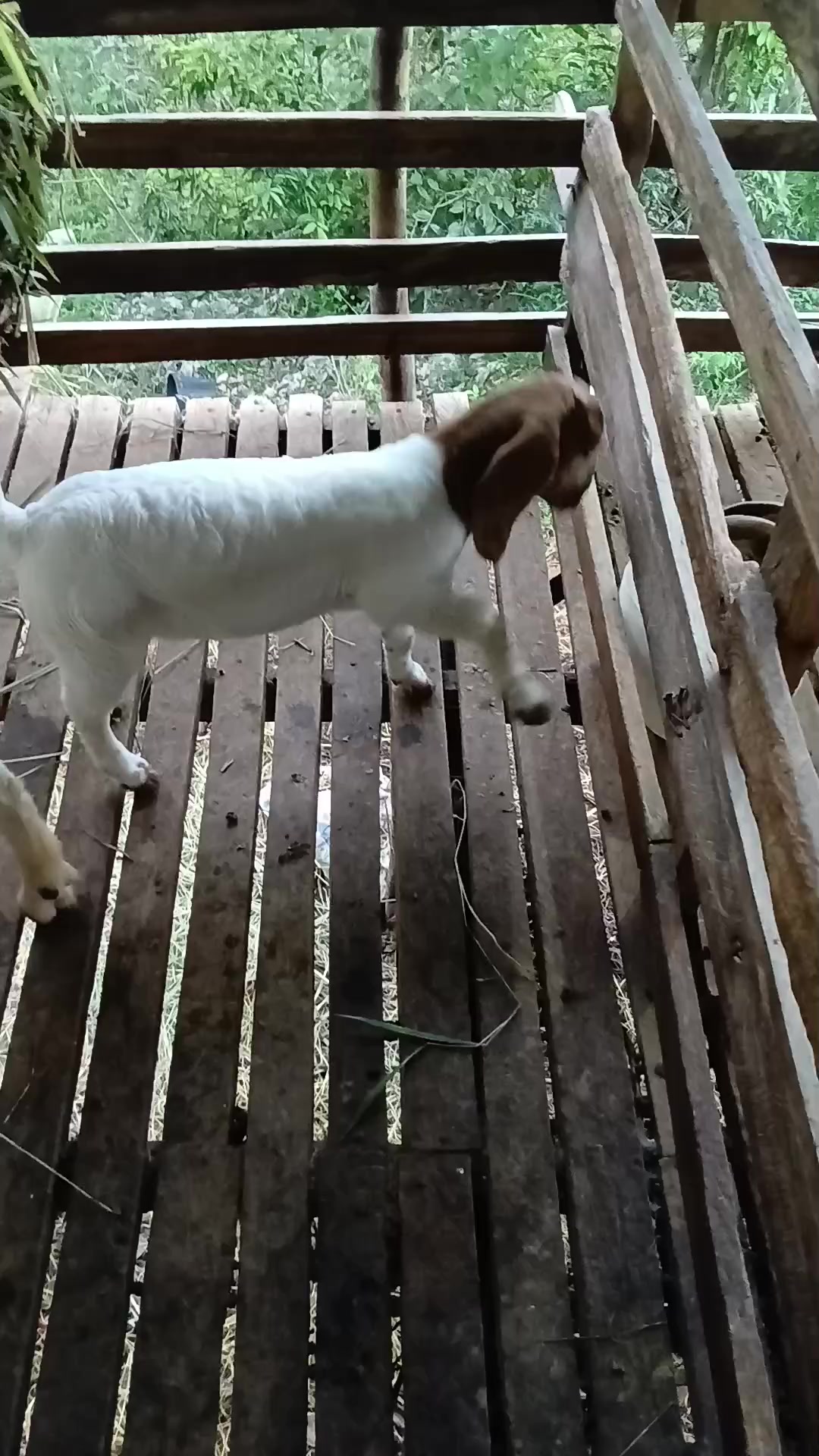 @Hillside farms 🐐