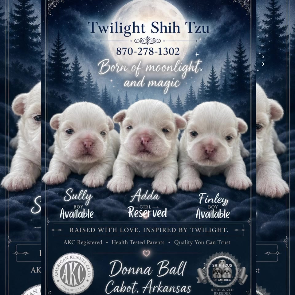 @Twilight Shih Tzu